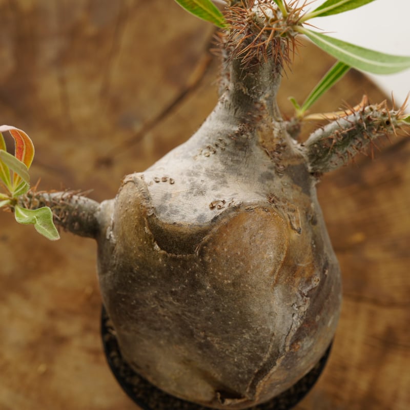 Pachypodium rosulatum var. gracilius 【発根済み】〈幹