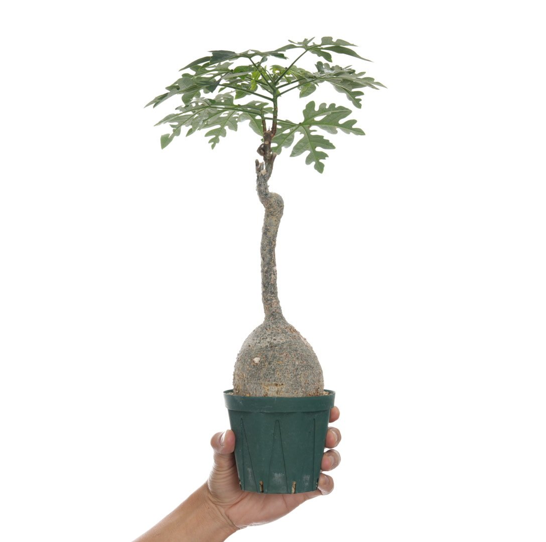 アデニア ペリエリ 挿し木 発根済 アデニア ペリエリ 挿し木 発根済 【公式通販】