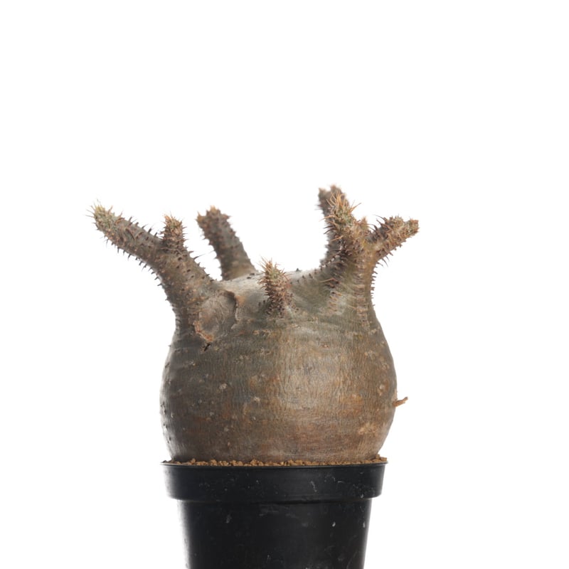 Pachypodium rosulatum var. gracilius 【発根済み】〈幹