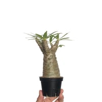 Pachypodium rosulatum var. gracilius 綴化【発根済み】〈幹幅5.4cm〉