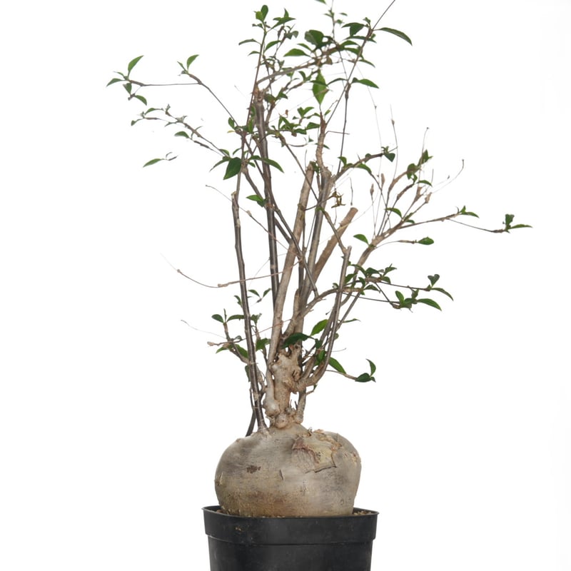 Euphorbia mahabobokensis【発根済み】〈幹幅8.9cm〉 | QSPLANT