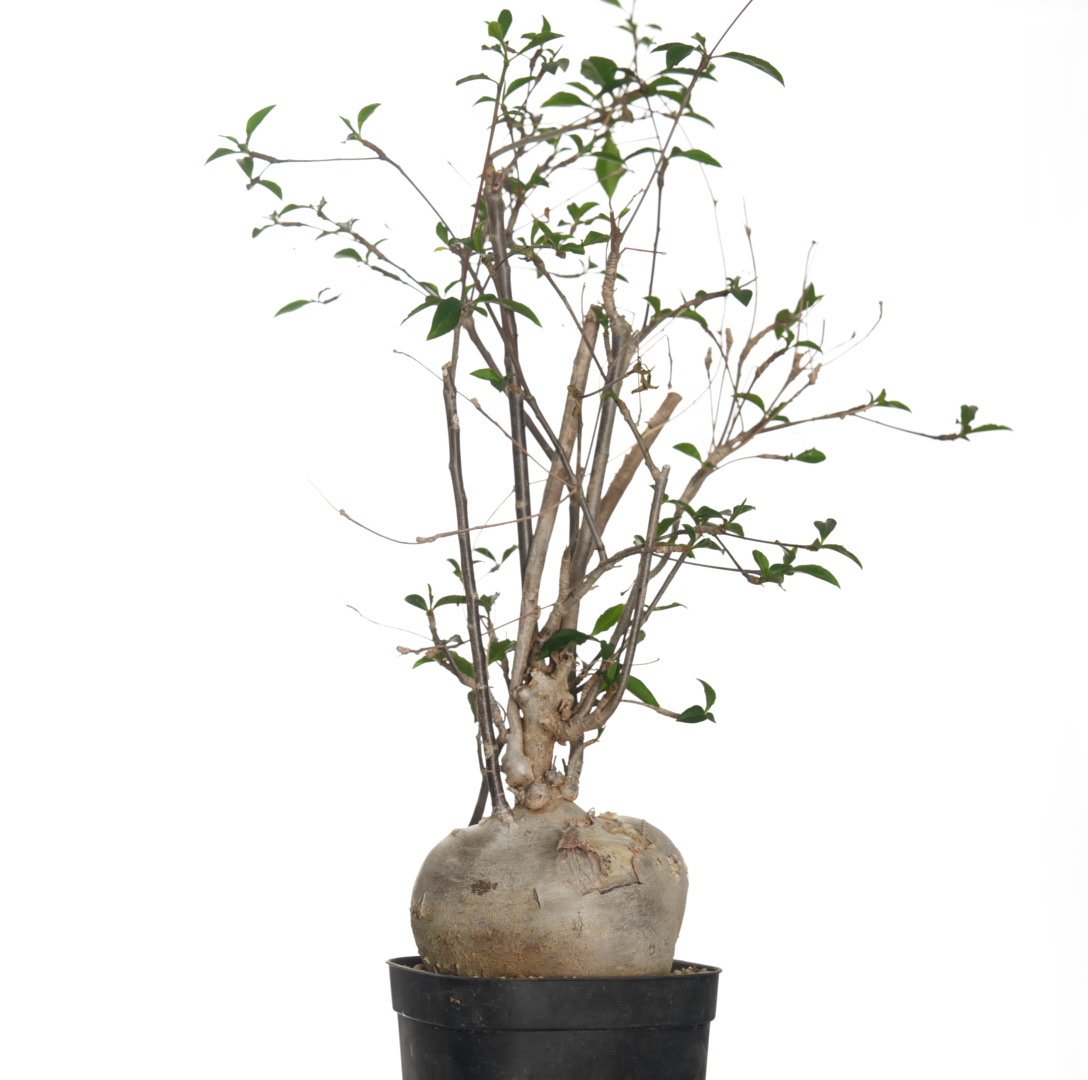 Euphorbia mahabobokensis【発根済み】〈幹幅8.9cm〉 | QSPLANT