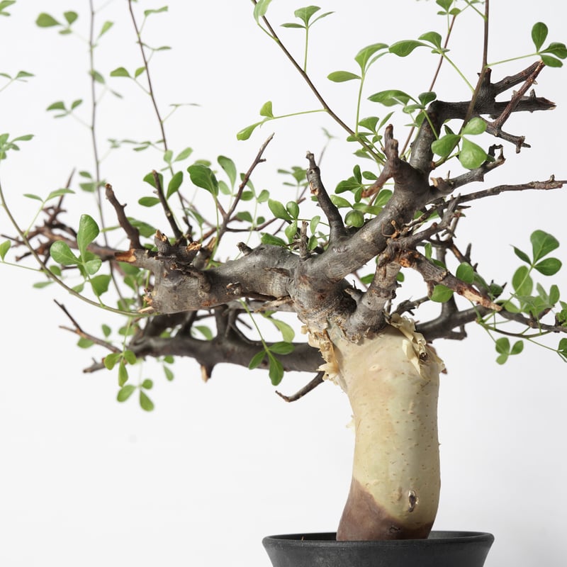 ④コミフォラ カタフ ソマリア産Commiphora kataf Commiphora kataf