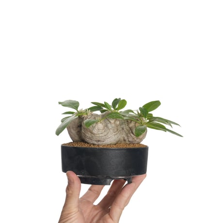 【ブレビカウレ】塊根！良型　恵比寿笑い SRL Neighborhood パキポディウム・ブレビカウレ（恵比寿笑い）の基本情報・育て方