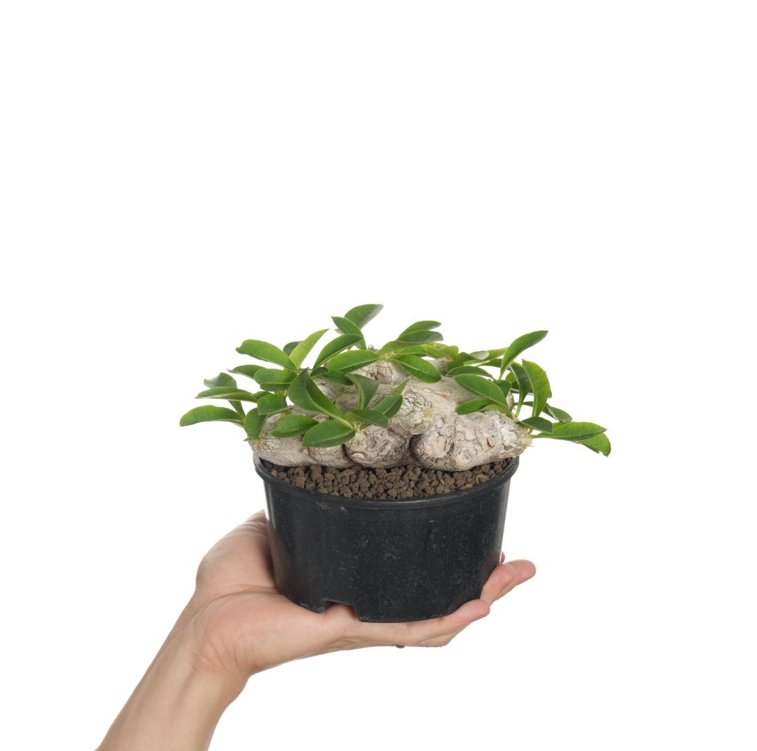 パキポディウム 恵比寿笑い Pachypodium brevicaule ⑧ Pachypodium brevicaule パキポディウム 恵比寿笑い | 品種紹介
