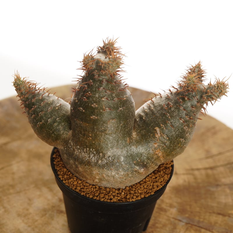 Pachypodium rosulatum var. gracilius 【発根済み】〈草