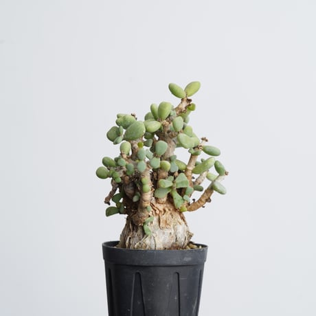Ceraria pygmaea   【発根済み】〈幹幅4.3cm〉