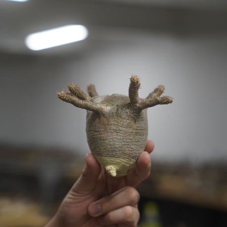 《ソウコイチオンライン》Pachypodium rosulatum var. gracilius No.37 〈幹幅6.9cm〉