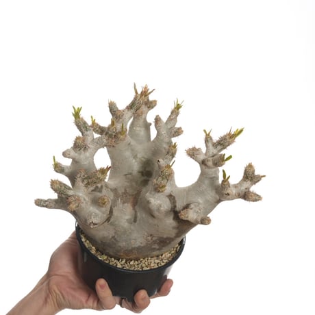 Pachypodium rosulatum var. inopinatum 【発根済み】 〈幹幅13.8cm〉