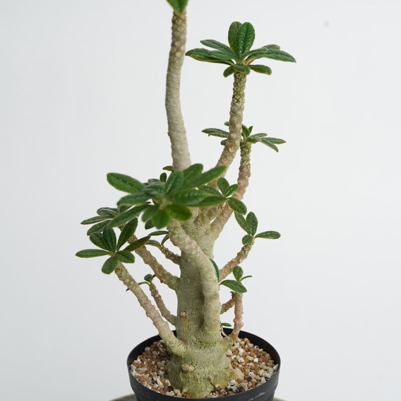 Dorstenia gigas〈幹幅3.3cm〉 | QSPLANT