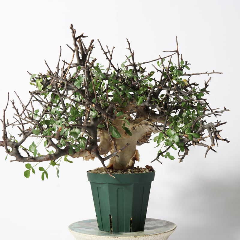 Commiphora kataf 〈幹幅4.2cm〉 | QSPLANT Commiphora kataf 〈幹幅4.2cm〉 | QSPLANT