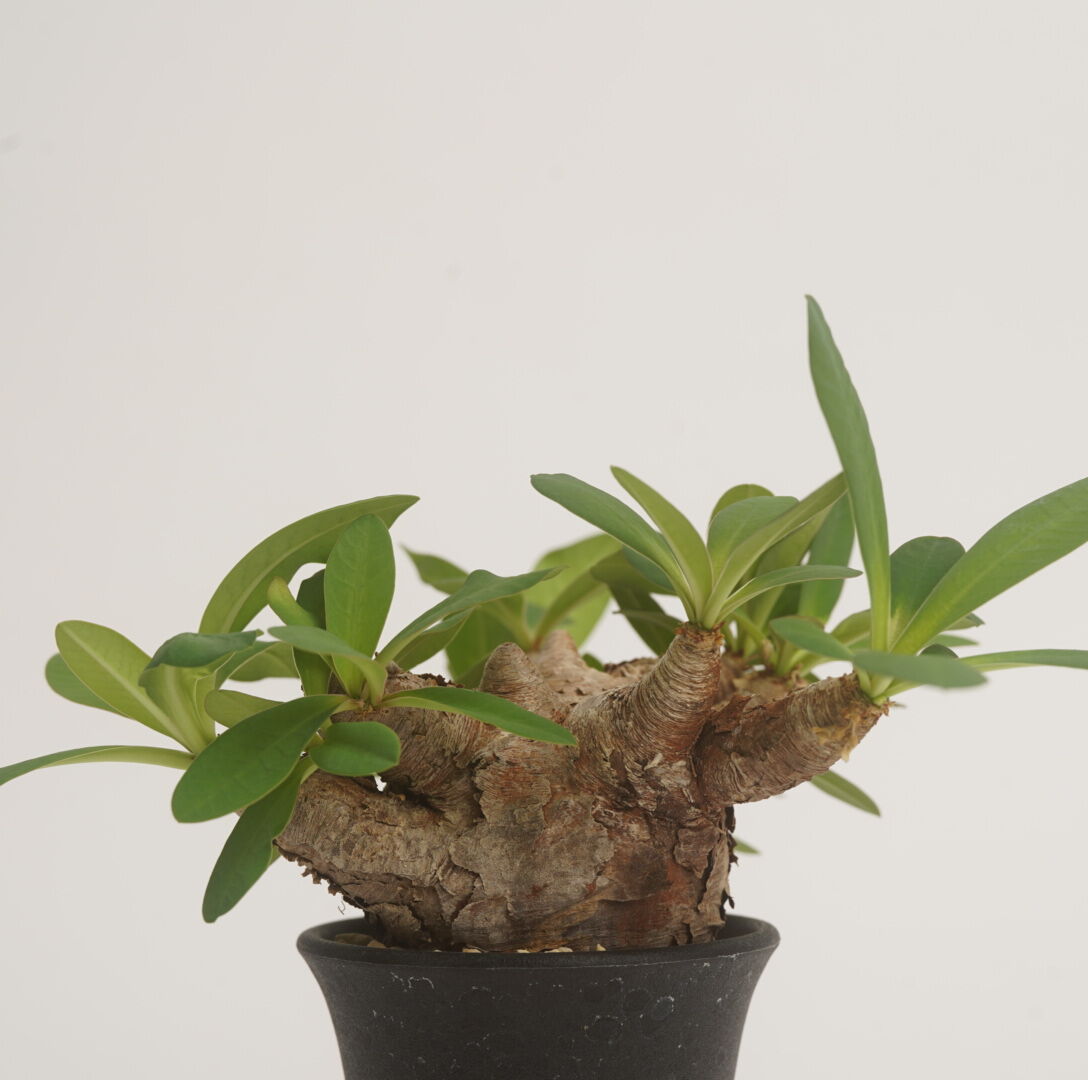 Euphorbia itremensis 【発根済み】〈幹幅5.8cm〉
