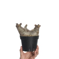 Pachypodium rosulatum var. gracilius   【発根済み】〈幹幅12.0cm〉
