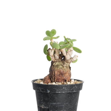 CATEGORY Ceraria | QSPLANT