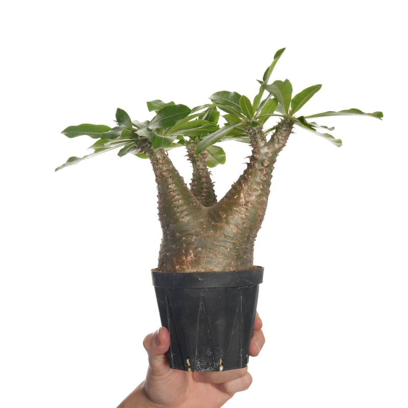 Pachypodium makayense【発根済み】〈幹幅9.0cm〉 | QSPLANT