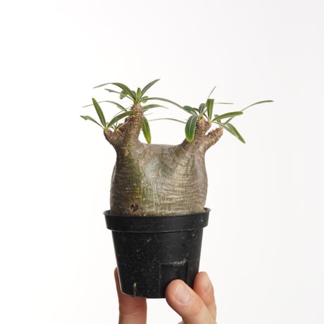 Pachypodium rosulatum var. gracilius   【発根済み】〈幹幅6.9cm〉