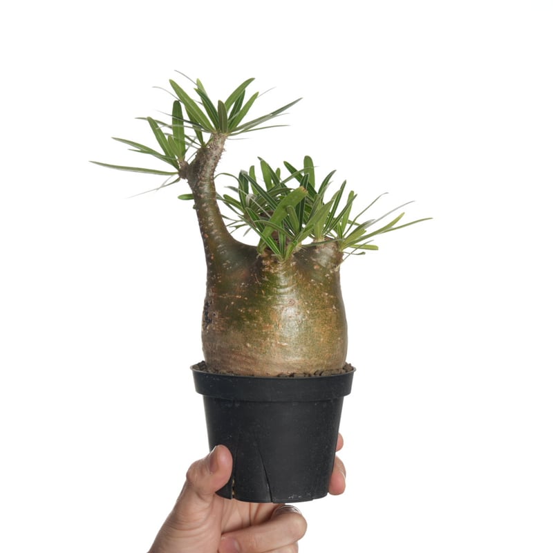 Pachypodium rosulatum var. gracilius 【発根済み】〈幹