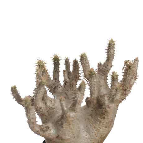 Pachypodium horombense【発根済み】〈幹幅10.8cm〉