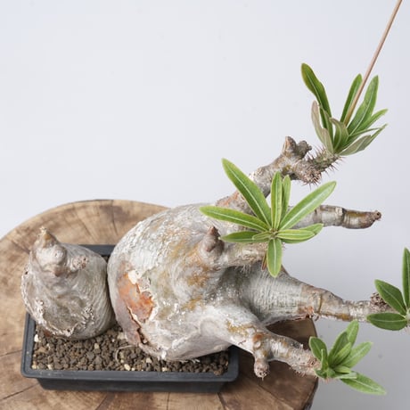Pachypodium rosulatum var. gracilius   【発根済み】〈幹幅18.4cm〉