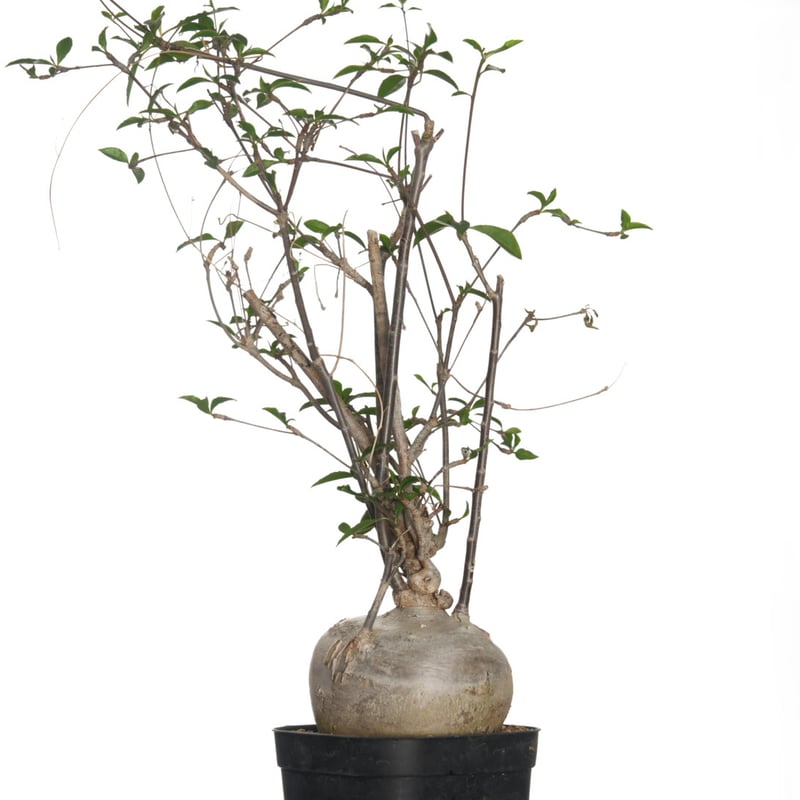 Euphorbia mahabobokensis【発根済み】〈幹幅8.9cm〉 | QSPLANT