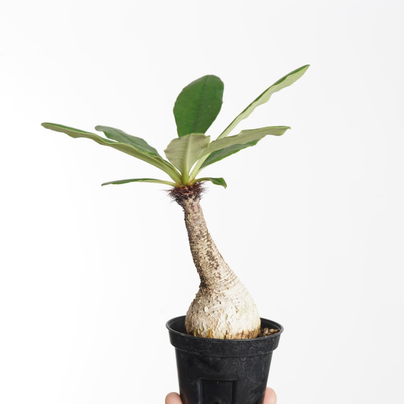 Euphorbia ramena【発根済み】〈幹幅3.9cm〉 | QS PLANT 