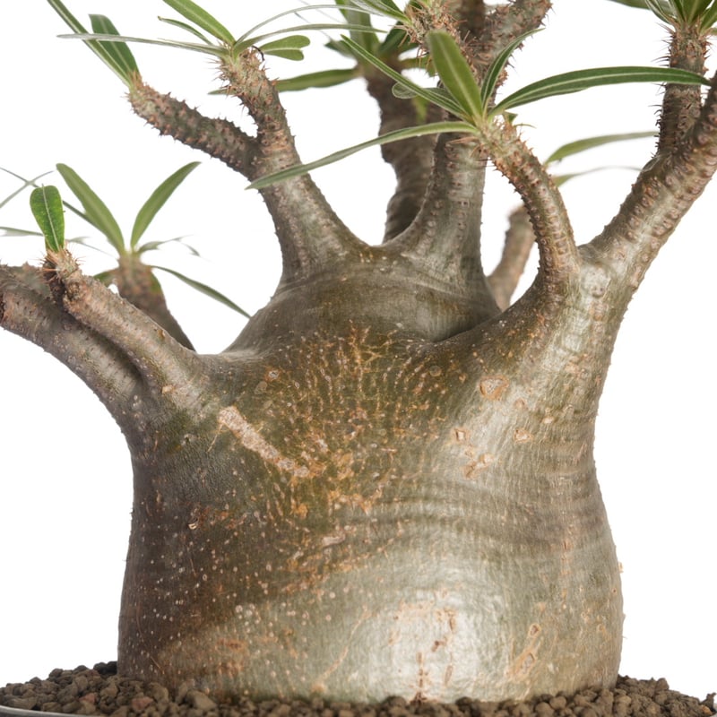 Pachypodium rosulatum var. gracilius 【発根済み】〈幹