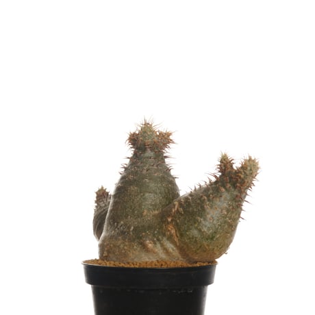 Pachypodium rosulatum var. gracilius   【発根済み】〈草幅8.5cm〉