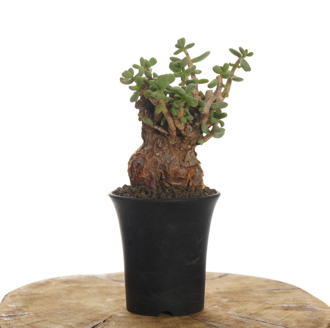 Ceraria pygmaea 【発根済み】〈幹幅6.1cm〉 | QSPLANT