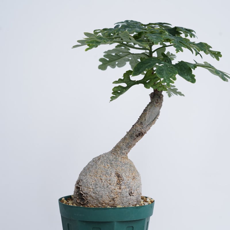 コレクション株】 アデニア ペリエリ メタモルファ 顔 中川智治