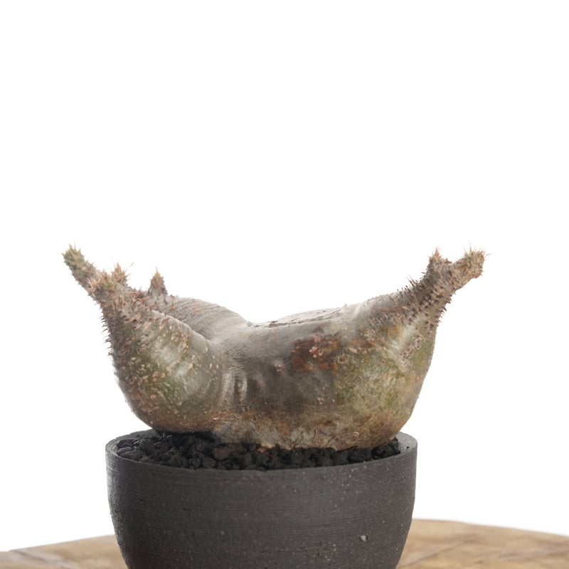 Pachypodium rosulatum var. gracilius × orokupot