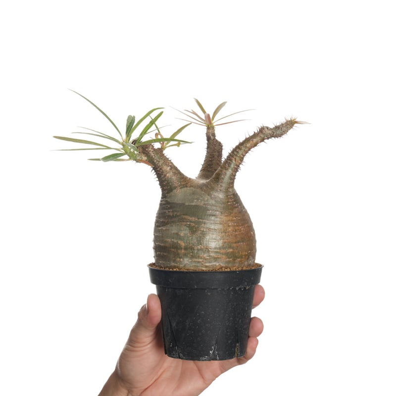 Pachypodium rosulatum var. gracilius 【発根済み】〈幹