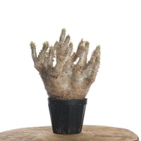 Pachypodium horombense【発根済み】〈幹幅10.8cm〉