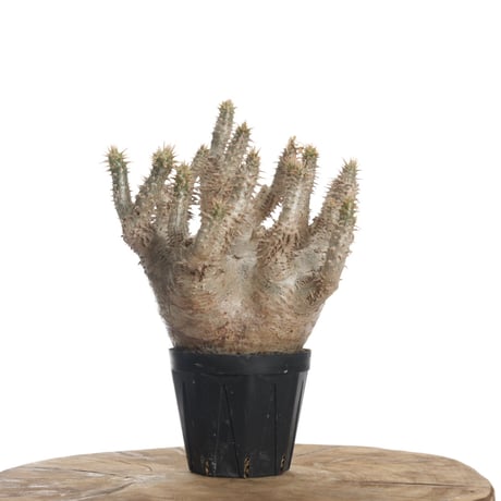 Pachypodium horombense【発根済み】〈幹幅10.8cm〉