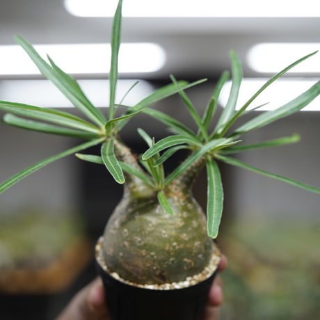 《ｷｭｰｴｽ ﾉ ｿｳｺｲﾁ5 ｵﾝﾗｲﾝ》Pachypodium rosulatum var. gracilius【発根済み】〈幹幅約7.7cm〉 no.24