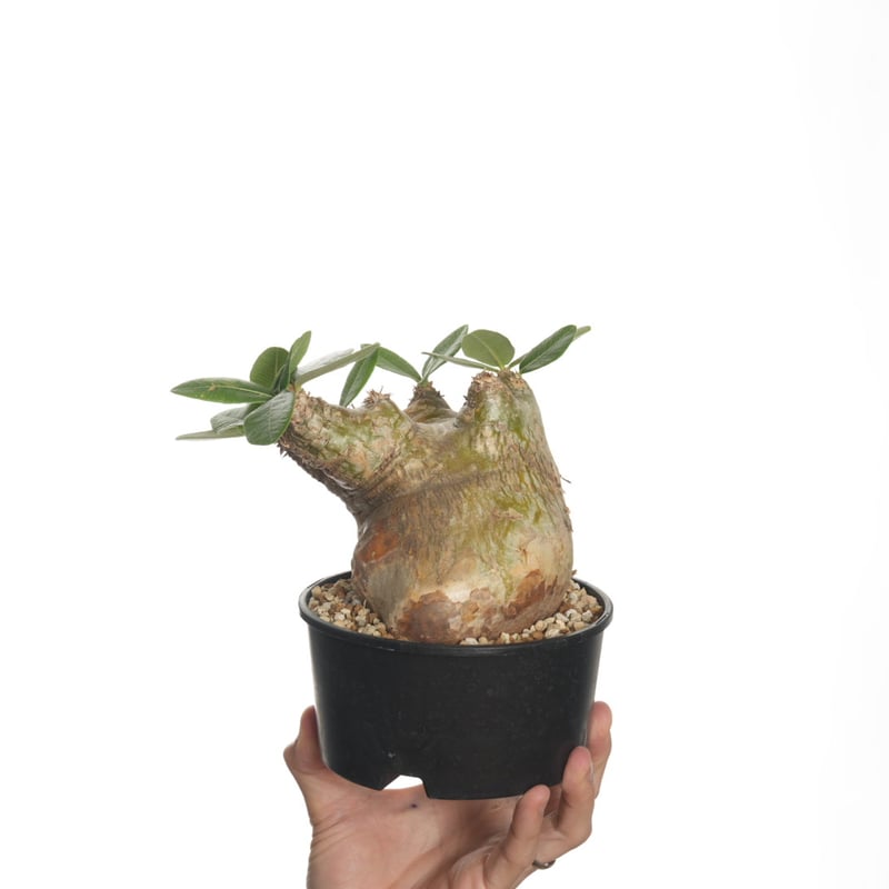Pachypodium eburneum 【発根済み】〈幹幅11.2cm〉 | QSPLANT