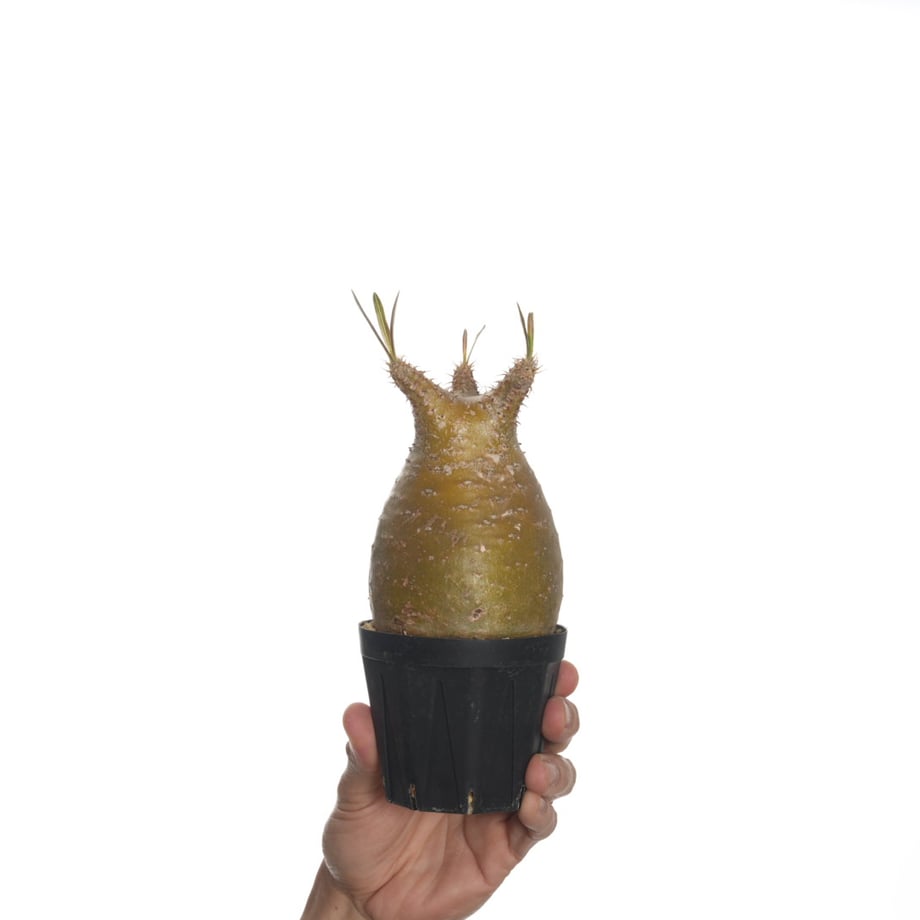 6822ba0c1f0e5a75e12d70ae