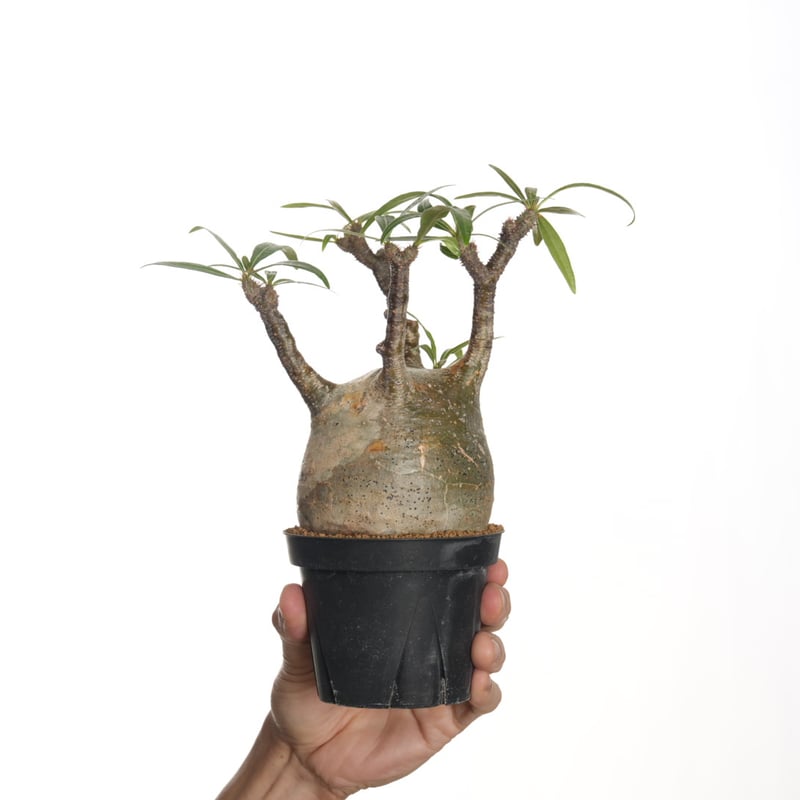 Pachypodium rosulatum var. gracilius 3頭株 Pachypodium rosulatum var. gracilius 【発根済み】〈幹