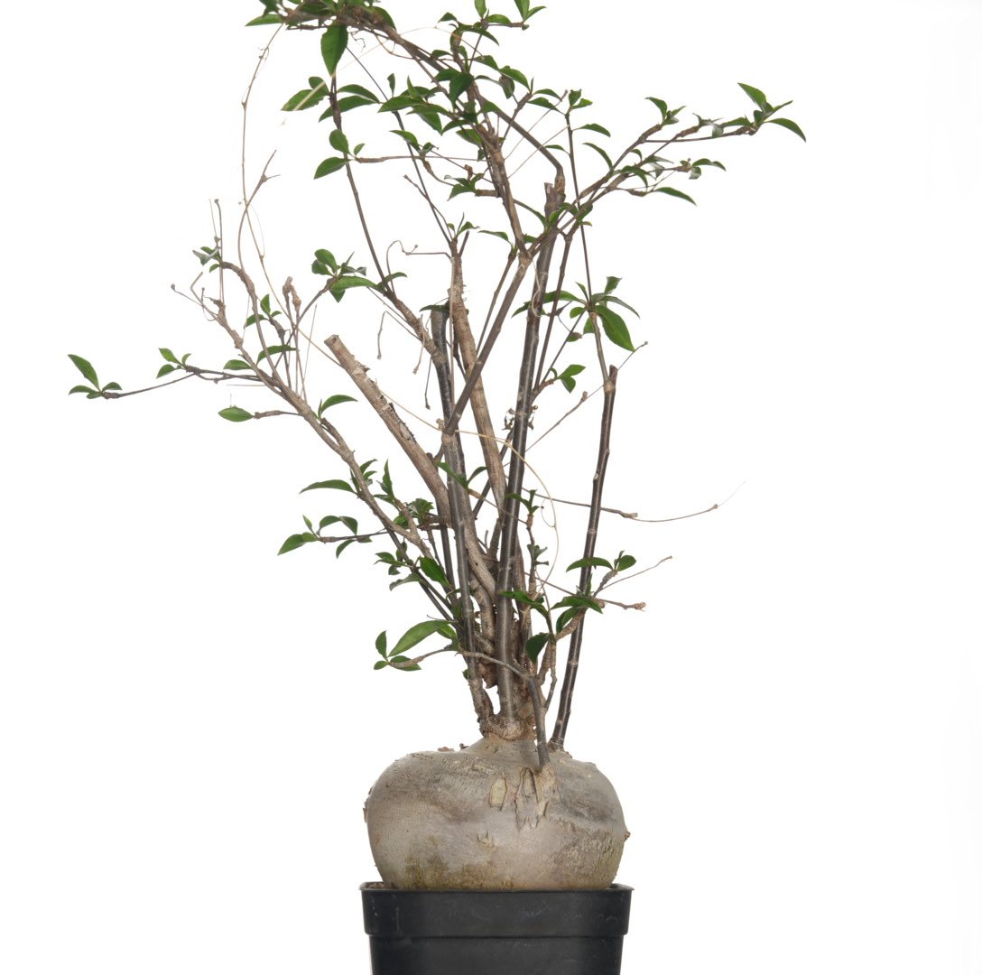 ユーフォルビア マハボボケンシス Euphorbia mahabobokenis isla del pescado - Euphorbia mahabobokensis-ユーフォルビア
