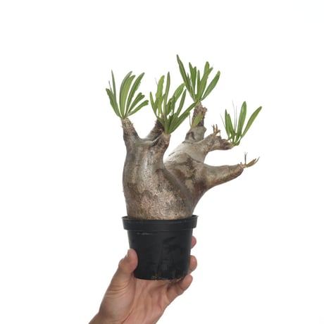 発根済株】パキポディウムイノピナツム大きめサイズ