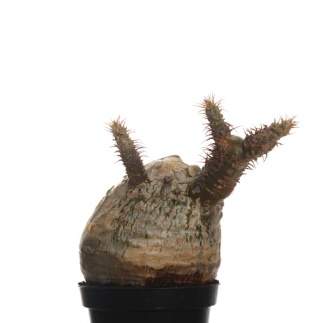 Pachypodium rosulatum var. gracilius   【発根済み】〈幹幅7.5cm〉
