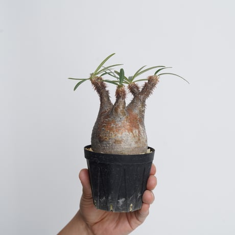 Pachypodium rosulatum var. gracilius   【発根済み】〈幹幅7.2cm〉