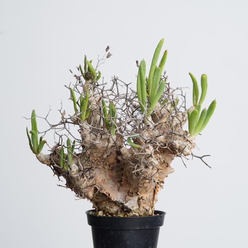 Tylecodon reticulatus 万物想 【発根済み】〈幹幅5.5cm〉 | QSP Tylecodon reticulatus 万物想 【発根済み】〈幹幅5.5cm〉 | QSP