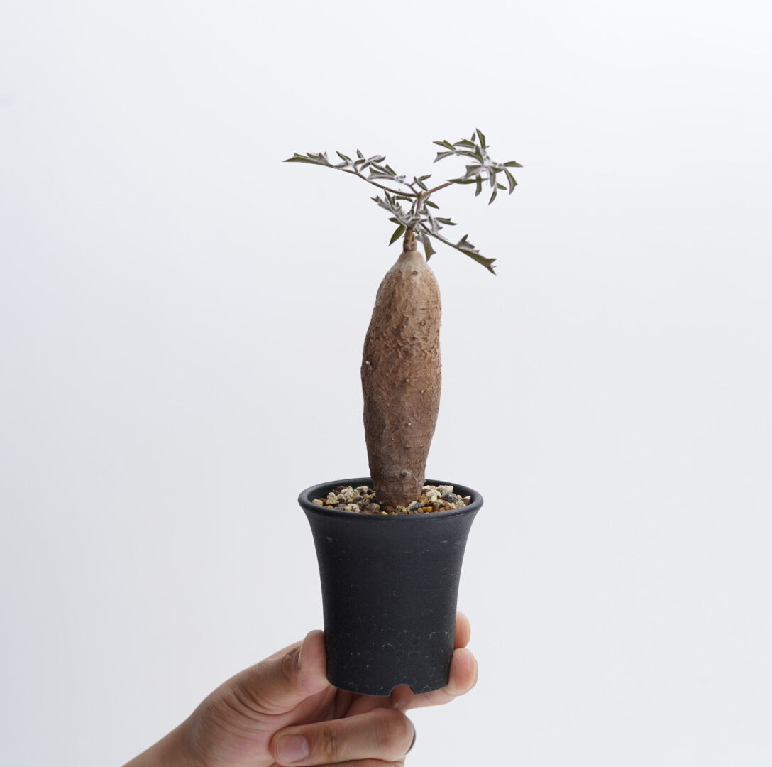 Cyphostemma montagnacii〈幹幅3.0cm〉 | QSPLANT Cyphostemma montagnacii〈幹幅3.0cm〉 | QSPLANT