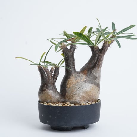 Pachypodium rosulatum var. gracilius   【発根済み】〈幹幅11.8cm〉
