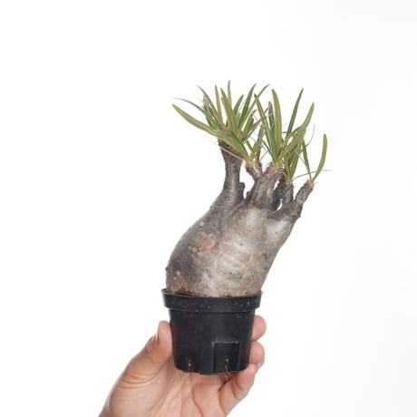 Pachypodium rosulatum var. gracilius   【発根済み】〈幹幅7.2cm〉