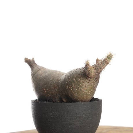 Pachypodium rosulatum var. gracilius × orokupot【発根済み】〈草幅15.5cm〉