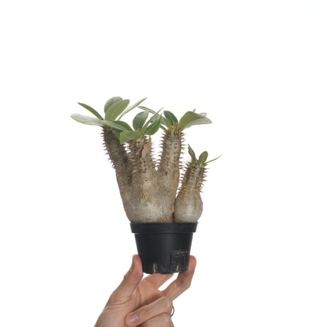 パキポディウムデンシフローラム | STORES