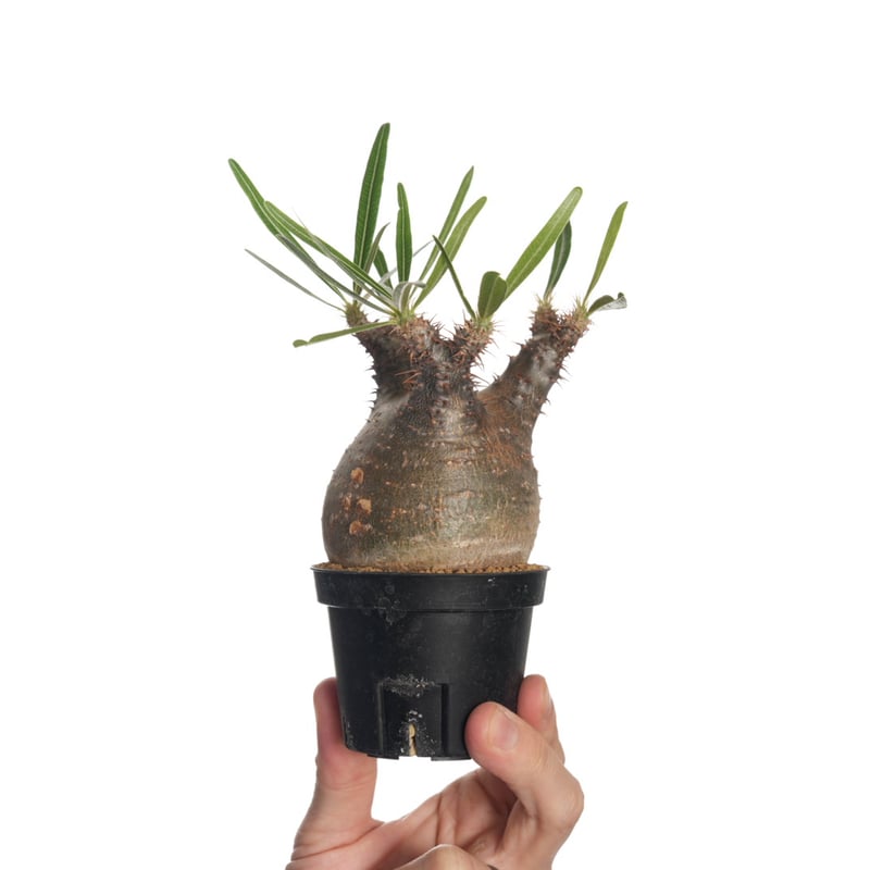 Pachypodium rosulatum var. gracilius 【発根済み】〈幹