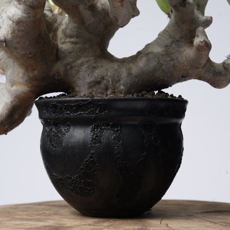 Pachypodium brevicalyx × Tomoharu Nakagawa植木鉢【発根済み】