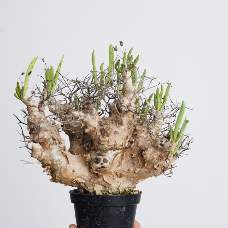 Tylecodon reticulatusチレコドンレティキュラータス万物想 isla del pescado - Tylecodon reticulatus-万物想